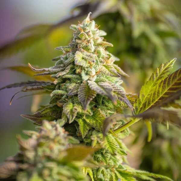 Close-up of Special Queen 1 cannabis flower with green leaves.