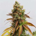 Dense Special Queen 1 cannabis bud with orange hairs.