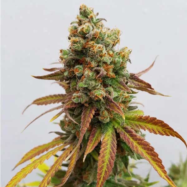 Dense Special Queen 1 cannabis bud with orange hairs.