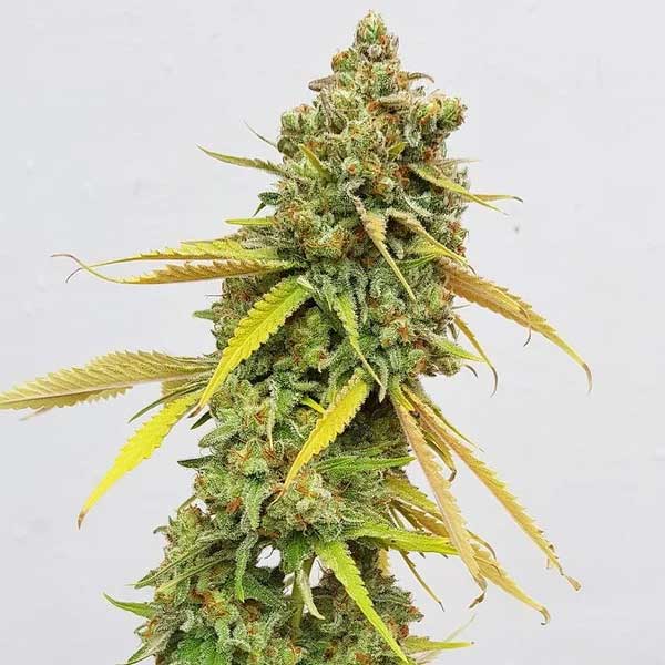 Special Queen 1 mature cannabis flower