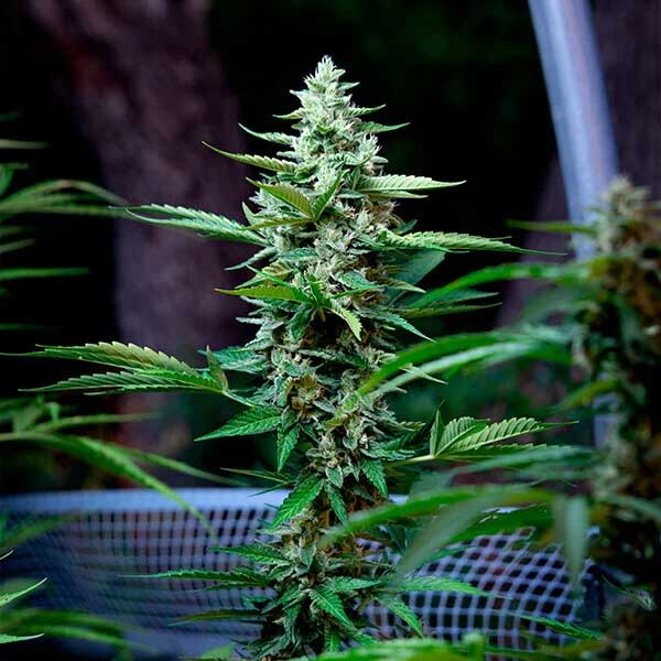 Stress Killer CBD cannabis plant with a tall flowering cola