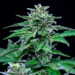 Close-up of Stress Killer CBD cannabis flower with green leaves