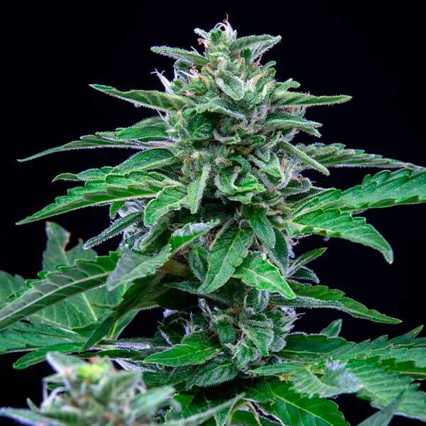 Close-up of Stress Killer CBD cannabis flower with green leaves