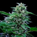 Dense Stress Killer CBD cannabis bud against black background