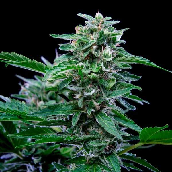 Dense Stress Killer CBD cannabis bud against black background