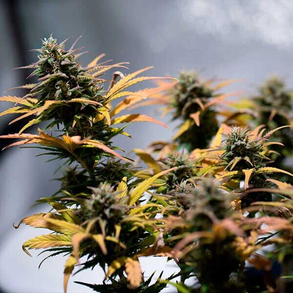 Stress Killer CBD cannabis plants with yellow-green leaves