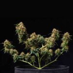 Mature Titan F1 Hybrids cannabis plant with multiple buds.