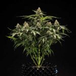 Full Titan F1 Hybrids cannabis plant against black background.