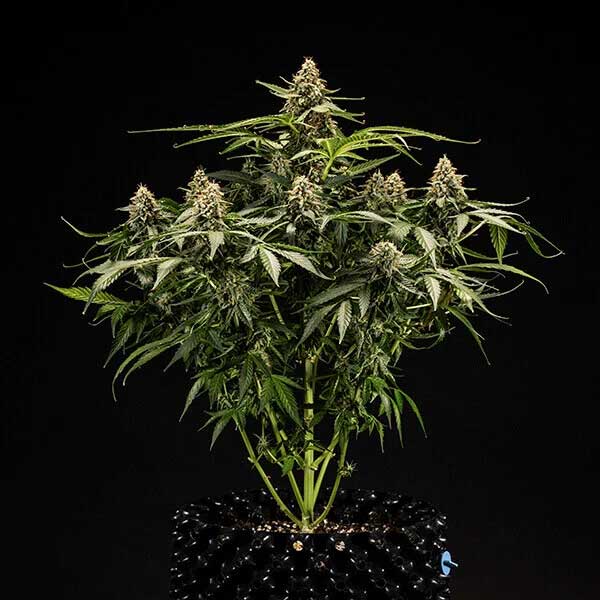 Full Titan F1 Hybrids cannabis plant against black background.