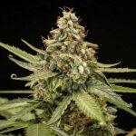 Dense Titan F1 Hybrids flower with light green leaves.
