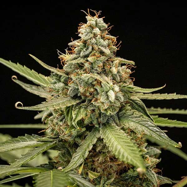 Dense Titan F1 Hybrids flower with light green leaves.