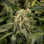 Titan F1 Hybrids cannabis bud growing on the plant.
