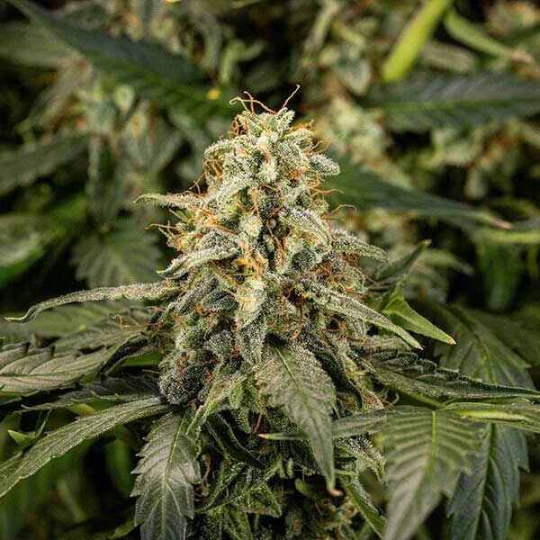 Titan F1 Hybrids cannabis bud growing on the plant.