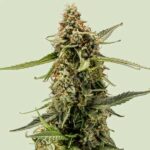 Close-up of Titan F1 Hybrids cannabis flower with green leaves.