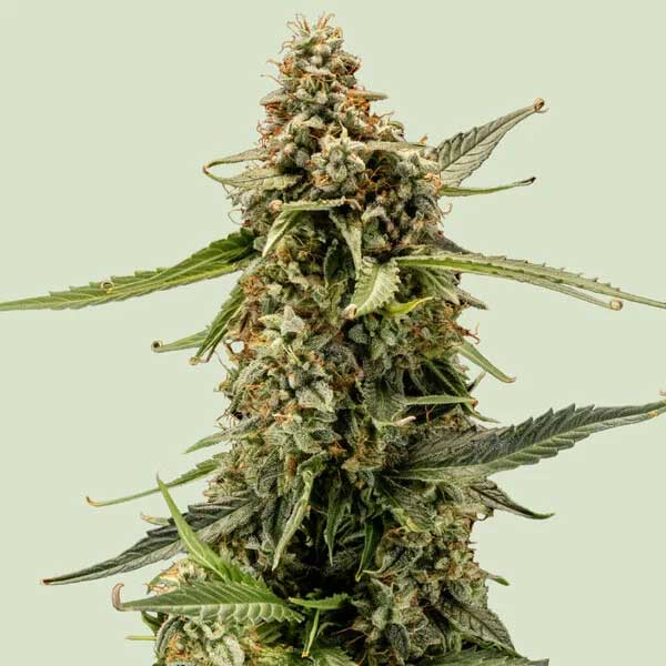 Close-up of Titan F1 Hybrids cannabis flower with green leaves.