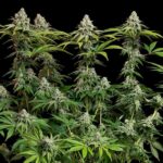 White Widow cannabis plants with multiple flowering tops.
