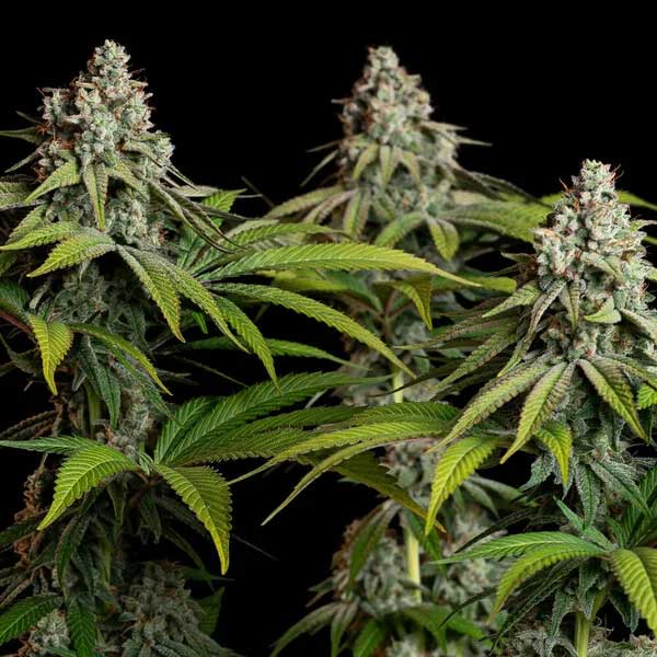 White Widow cannabis plant with dense buds and green leaves
