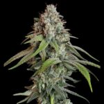 Close-up of White Widow cannabis flower against black background.