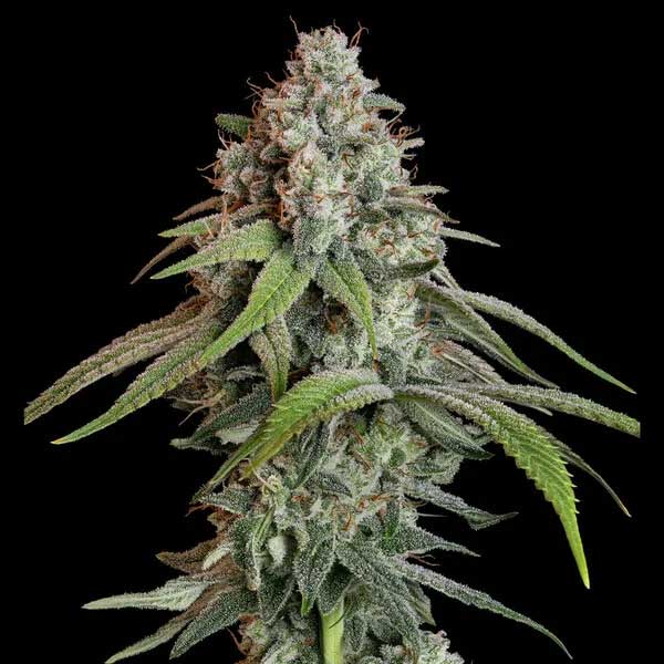 Close-up of White Widow cannabis flower against black background.