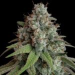 Frosty White Widow cannabis bud with orange hairs and green leaves.
