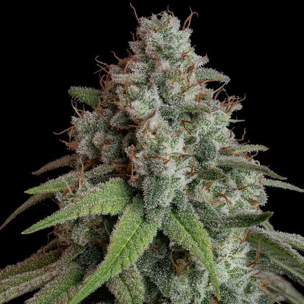 Frosty White Widow cannabis bud with orange hairs and green leaves.