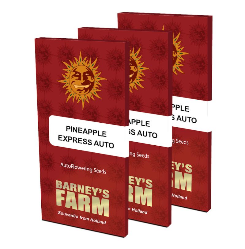 Pineapple Express Auto Feminized Seeds by Barney's Farm
