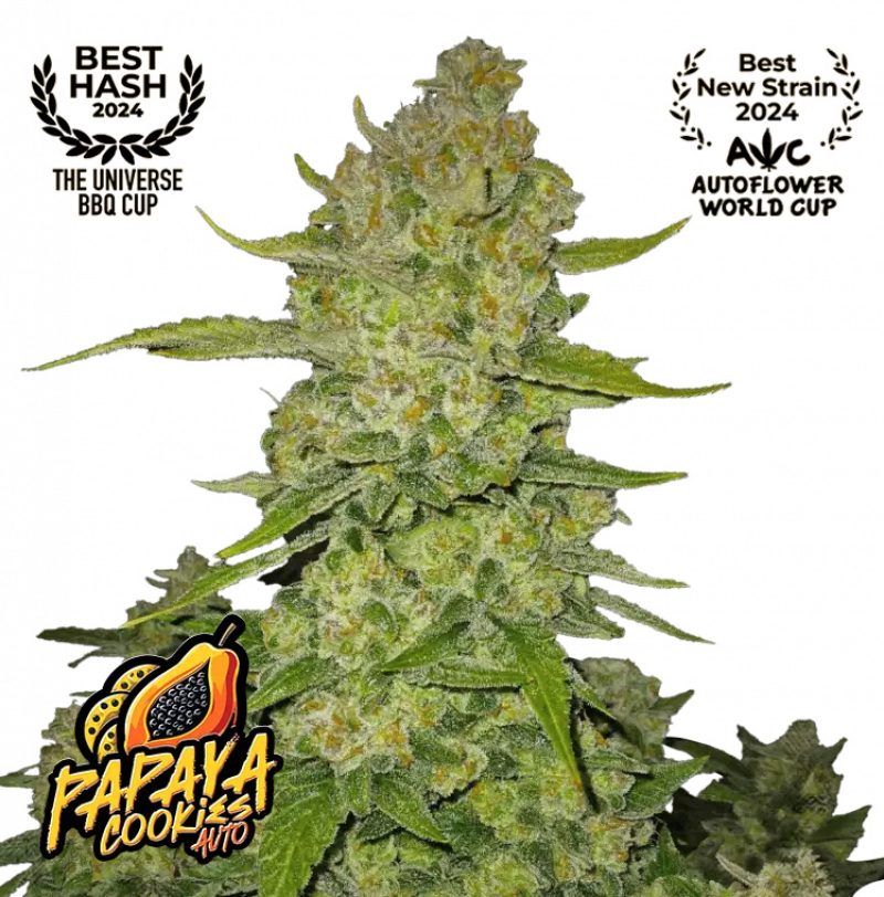Papaya Cookies Auto Feminized Seeds by FastBuds