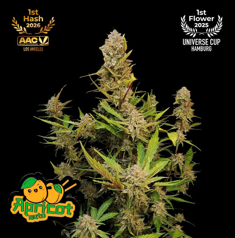 Apricot Auto Feminized Seeds by FastBuds