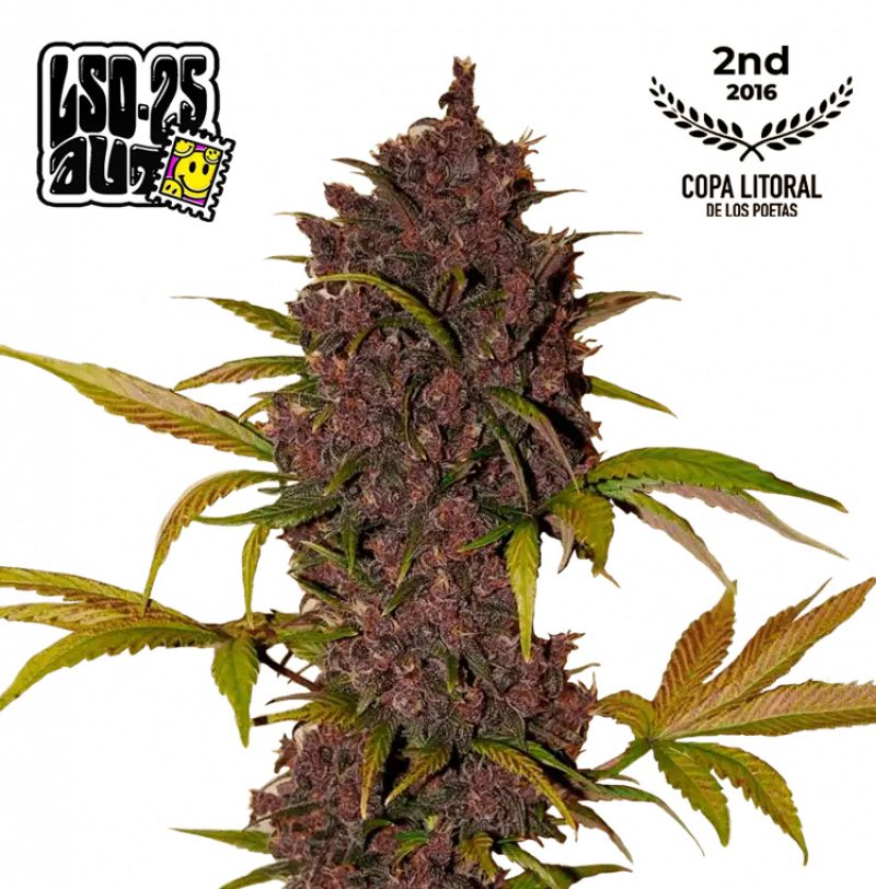 LSD-25 Auto Feminized Seeds by FastBuds