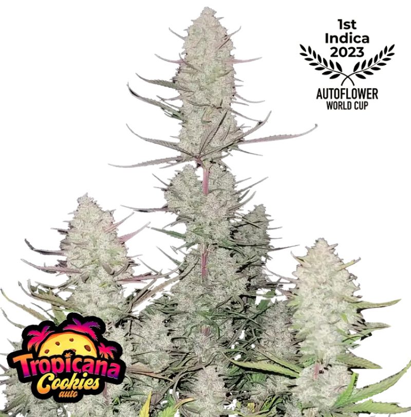 Tropicana Cookies Auto Feminized Seeds by FastBuds