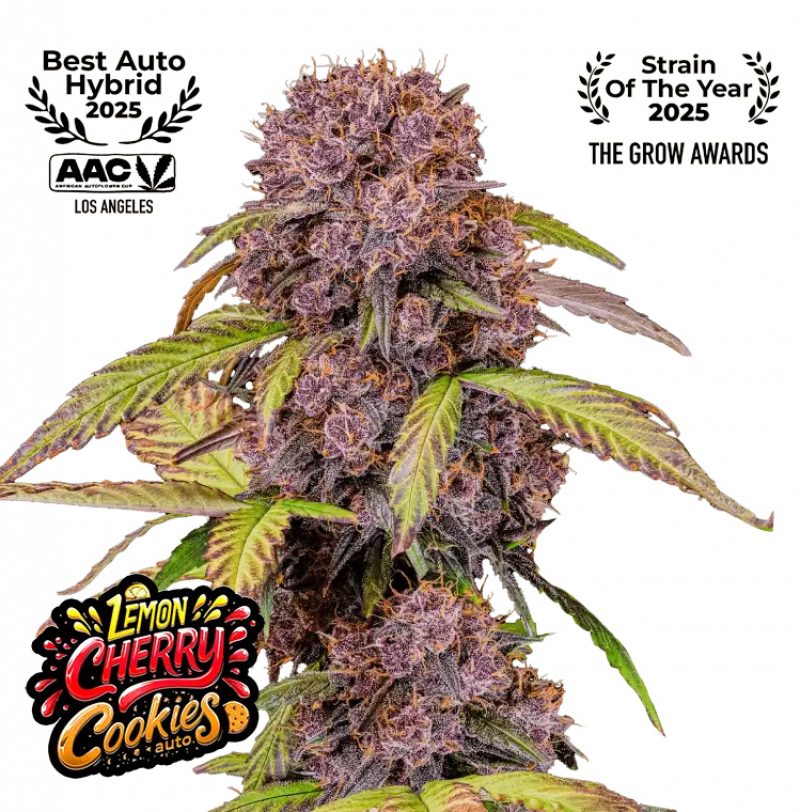 Lemon Cherry Cookies Auto Feminized Seeds by FastBuds