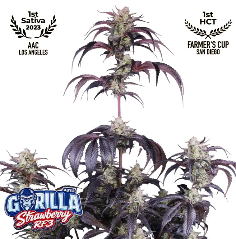 Strawberry Gorilla Auto RF3 Feminized Seeds by FastBuds