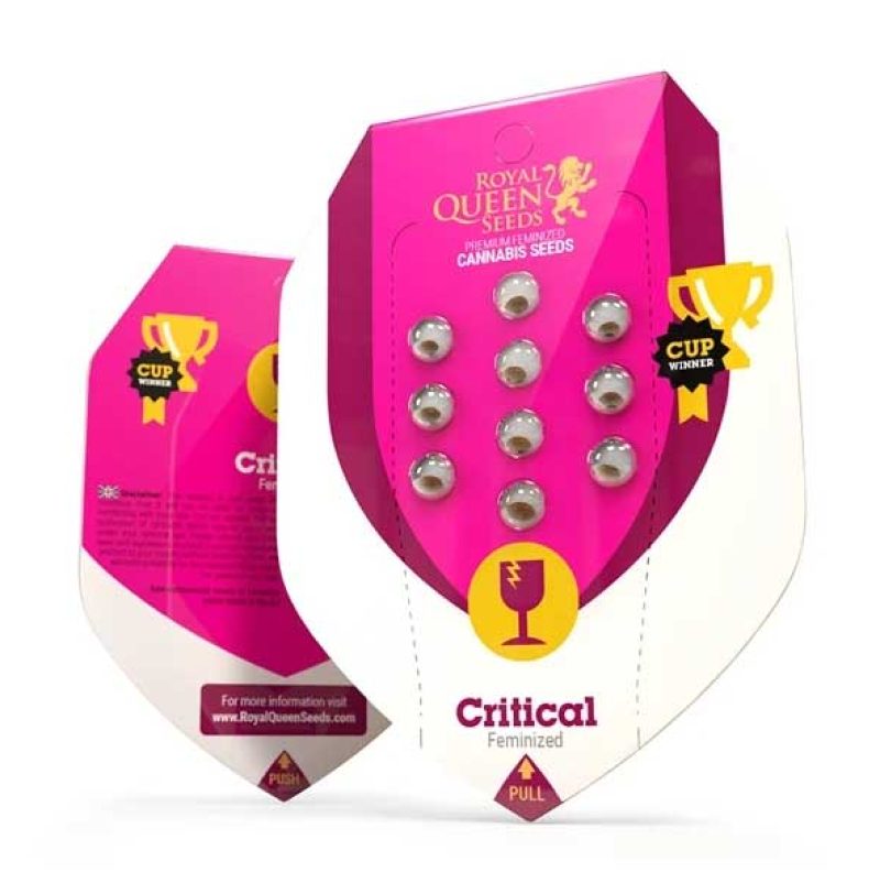 Critical Feminized by Royal Queen Seeds