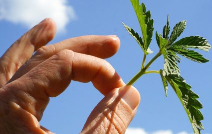 Man holding a plant