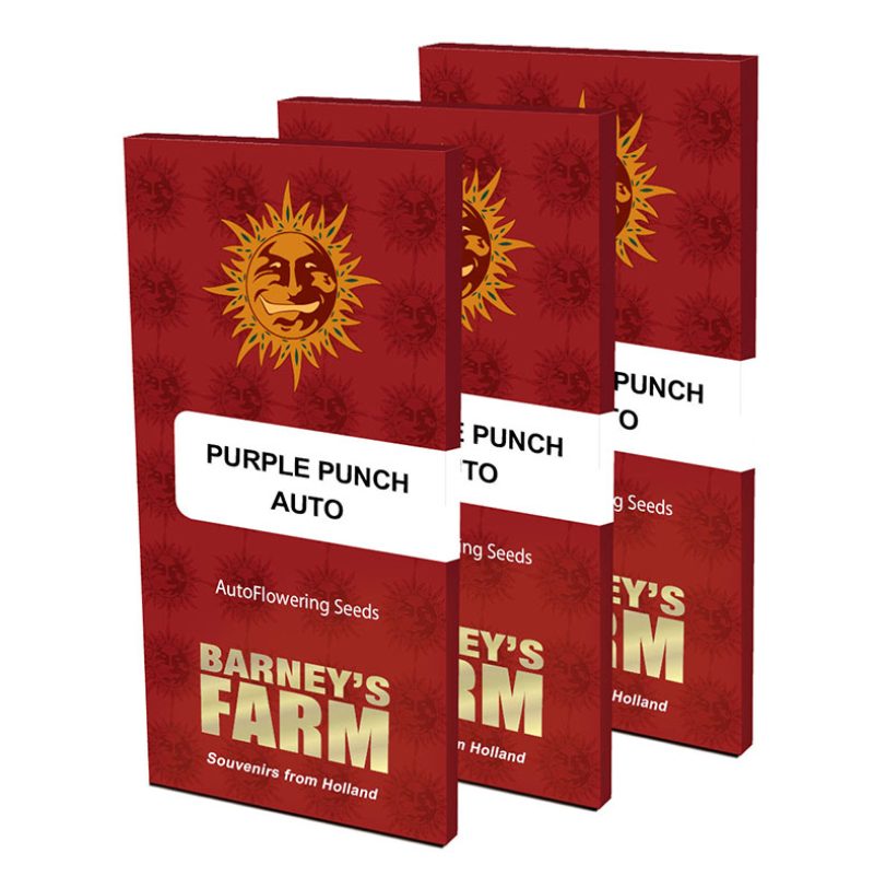 Purple Punch Auto Feminized Seeds by Barney's Farm